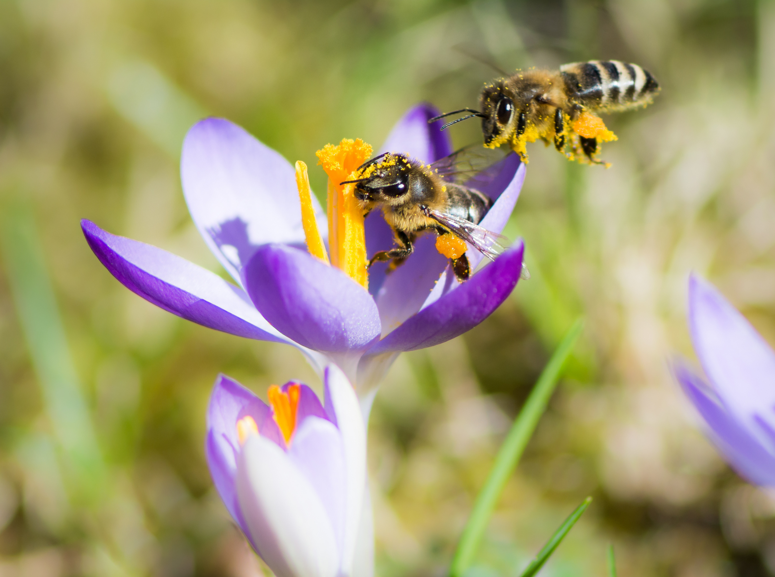 Bijen bij bloem
